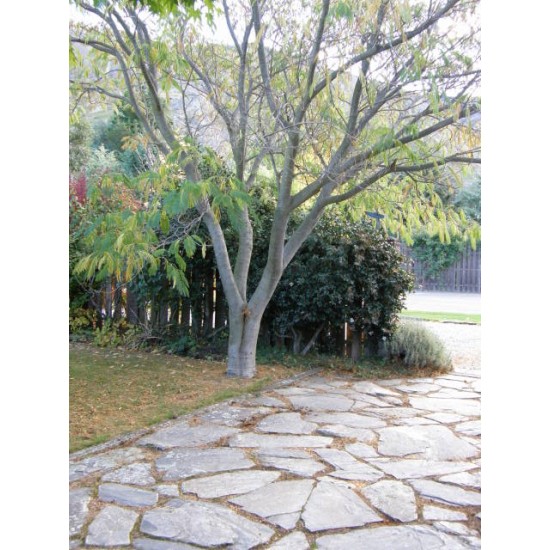 Waitaha Split Natural Stone Paver - m2 Waitaha Split Natural Stone Paver - m2