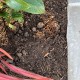 Vege Grow Soil - Scoop Vege Grow Soil - Scoop