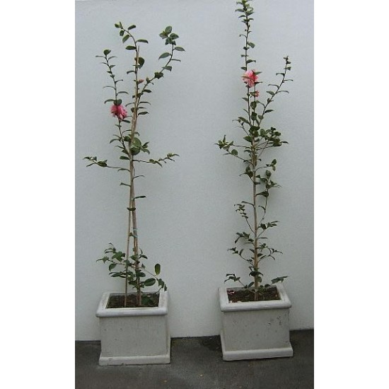 Concrete Planter Square Small - Exposed Aggregate Classic Concrete Planter Square Small - Exposed Aggregate Classic